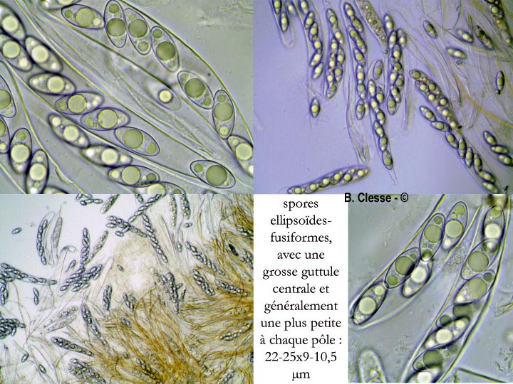 Octospora gemmicola